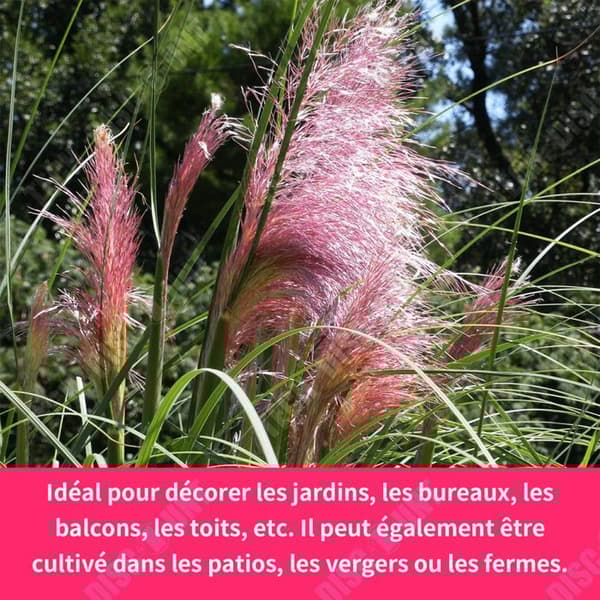 TD 300ST Pampas Gräs Sechees Dekoration Pampas Gräsfrön Trädgårdsfrön Hemmakontor Trädgårdsdekoration Rosa
