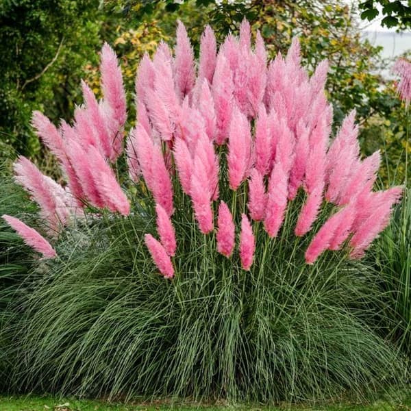 TD 300ST Pampas Gräs Sechees Dekoration Pampas Gräsfrön Trädgårdsfrön Hemmakontor Trädgårdsdekoration Rosa
