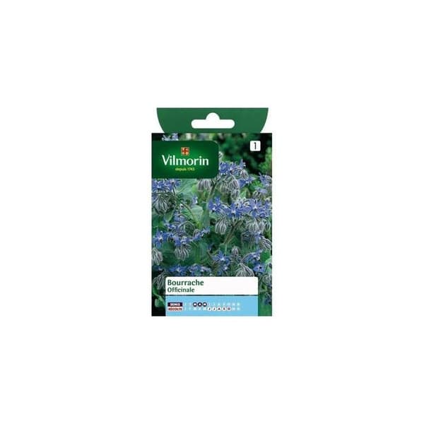 Frö av medicinal borage - VILMORIN - Medicinsk växt - Lila - Ätbar
