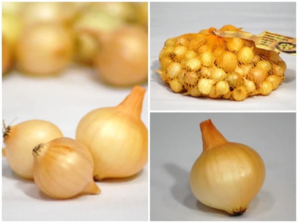 Polsk gul salladslök Sturon 0,25 kg smakrik