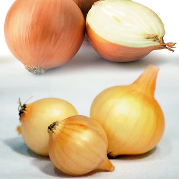 Gul polsk vårlök Sturon 1 kg smakrik