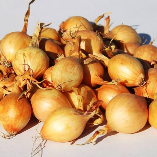Gul polsk vårlök Sturon 1 kg smakrik