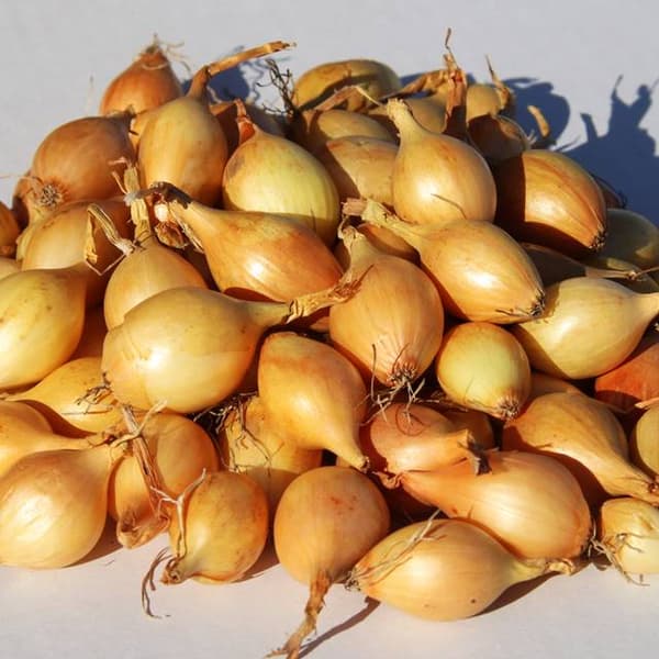 Kevätsipuli Keltainen Wolska istutukseen 1 kg