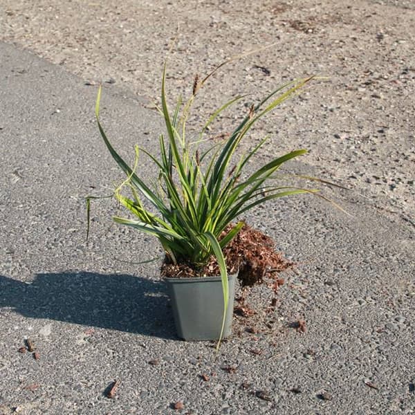 Carex starrgräs morrowii Variegata P9 1 st.