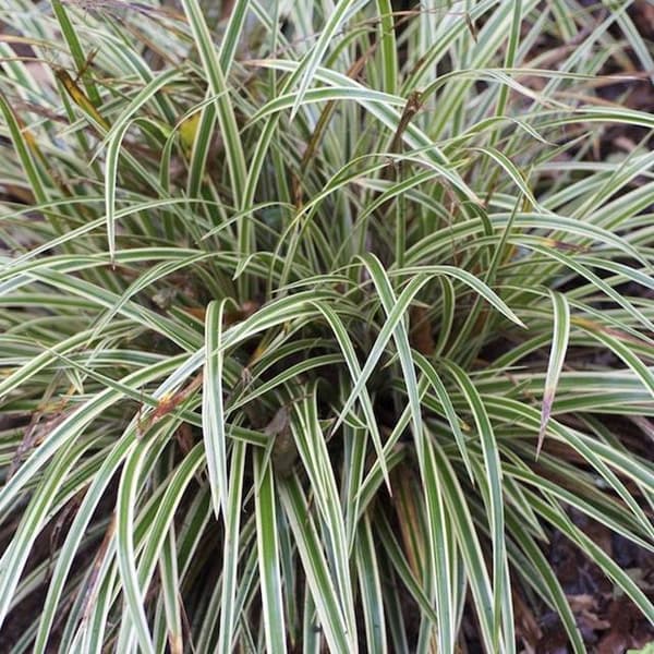 Carex starrgräs morrowii Variegata P9 1 st.