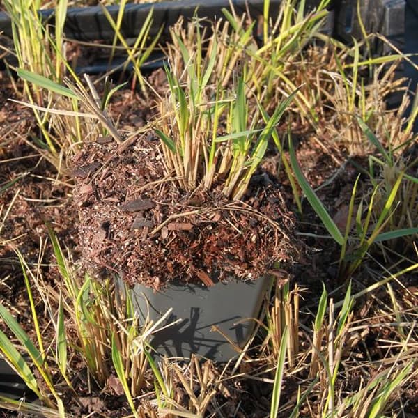 Rørgræs Calamagrostis Overdam potte P9 1 stk.