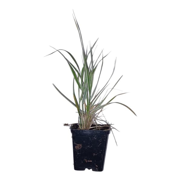 Rørgræs Calamagrostis Overdam potte P9 1 stk.