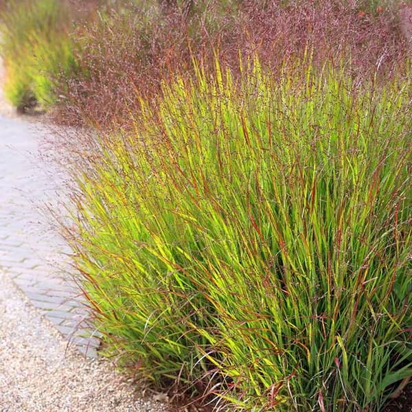 Panicum-heinähirssi Shenandoah P9 1 kpl.