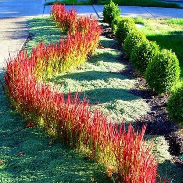 Imperata cylindrisk Red Baron potte P9 1 stk.