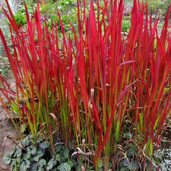 Imperata cylindrisk Red Baron potte P9 1 stk.