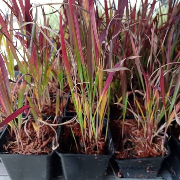 Imperata cylindrisk Red Baron potte P9 1 stk.
