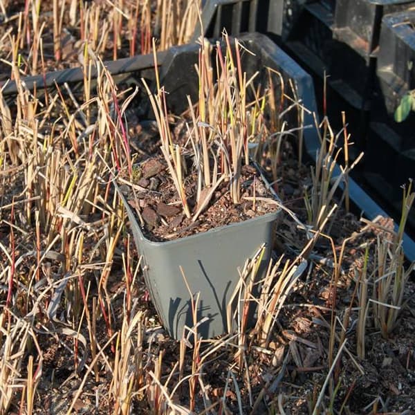 Imperata cylindrisk Red Baron potte P9 1 stk.