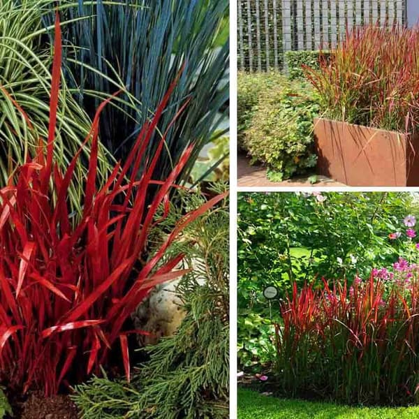 Imperata cylindrisk Red Baron potte P9 1 stk.