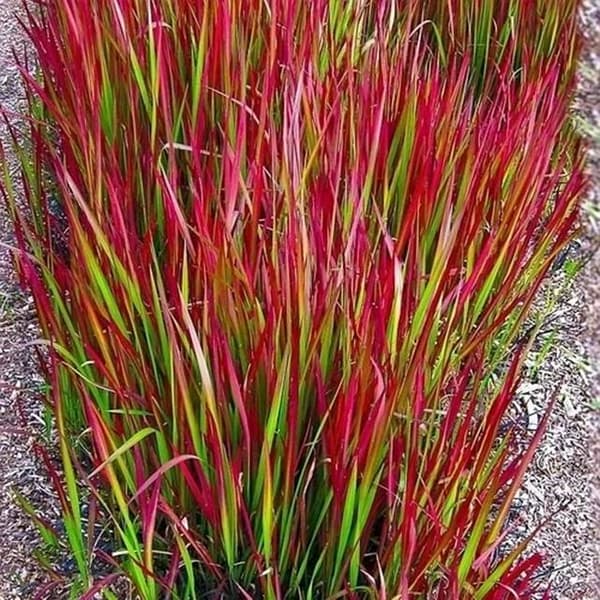 Imperata cylindrisk Red Baron potte P9 1 stk.