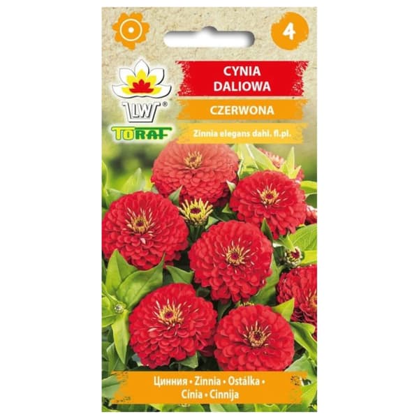 Zinnia dahlia RØD 1g