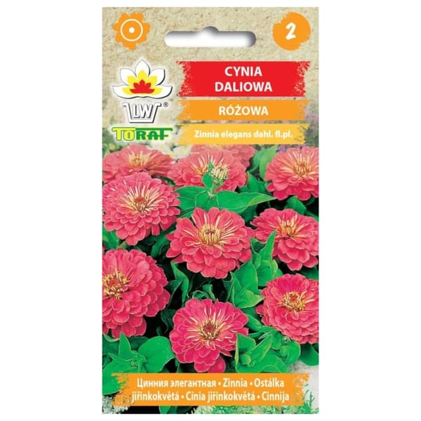 Zinnia dahlia lyserød 1g