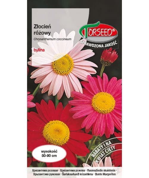 Krysantemum Rosea Frön 0,5 g