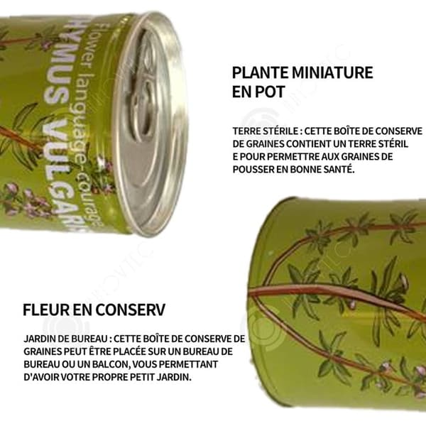 INN Seeds Timjan Frölådor Creative Mini krukväxter Burk frön 9x6,5 cm Bur Boxed Plant Plant Kit