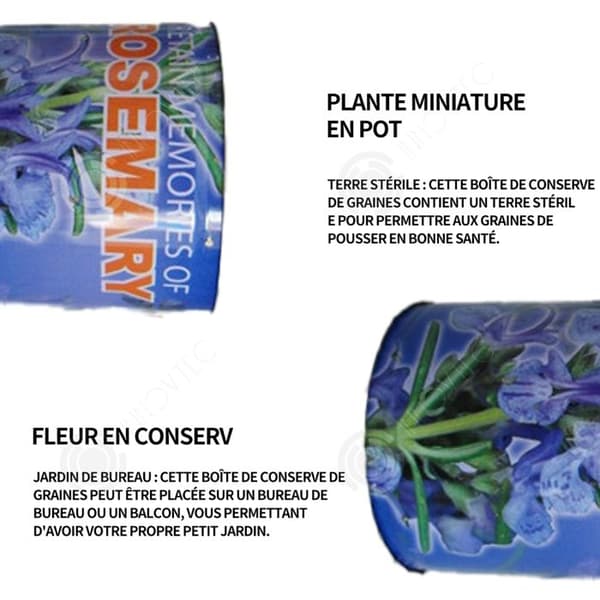 INN Rosemary Seeds Kreativa frölådor Minikrukväxter Burkfrön 9x6,5 cm Bordsförpackade fröplantor Ornament