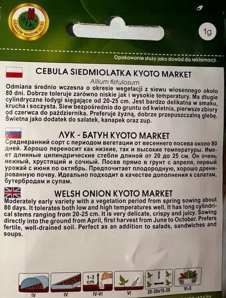 Sjuåriga lökfrön, saftiga, krispiga och delikata