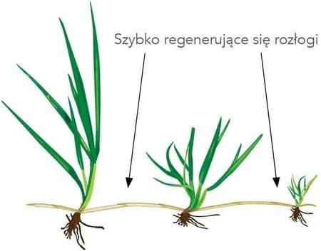 Barenbrug RPR Lawn 15kg Gräsfrön Självregenererande Självförtjockande
