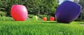 Miniatyrbild 8 av 11: Barenbrug RPR Lawn 15kg Gräsfrön Självregenererande Självförtjockande