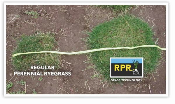 Barenbrug RPR Lawn 5kg Itseuusiutuva Itsetiivistyvä SPORT-nurmi