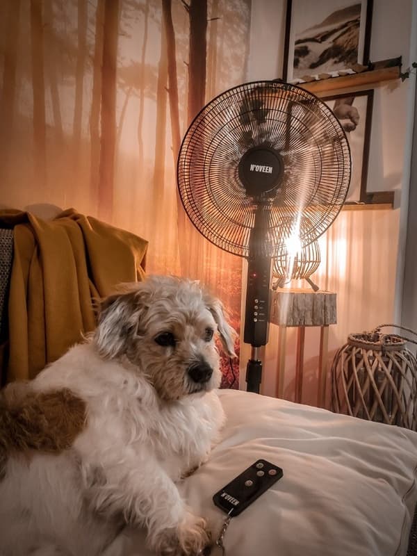 N'OVEEN F455 16"/40 cm stående ventilator med fjernbetjening, Sort