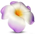 Miniatyrbild 1 av 2: Hårspänne Hårklämma Hår Accessoar med Stor Lila Hawaii Blomma