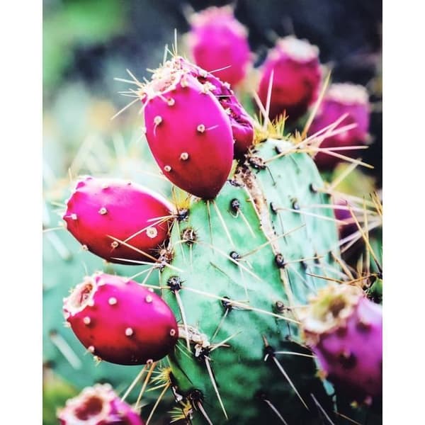 Botox prickly pear oil parabenfri 1 kg