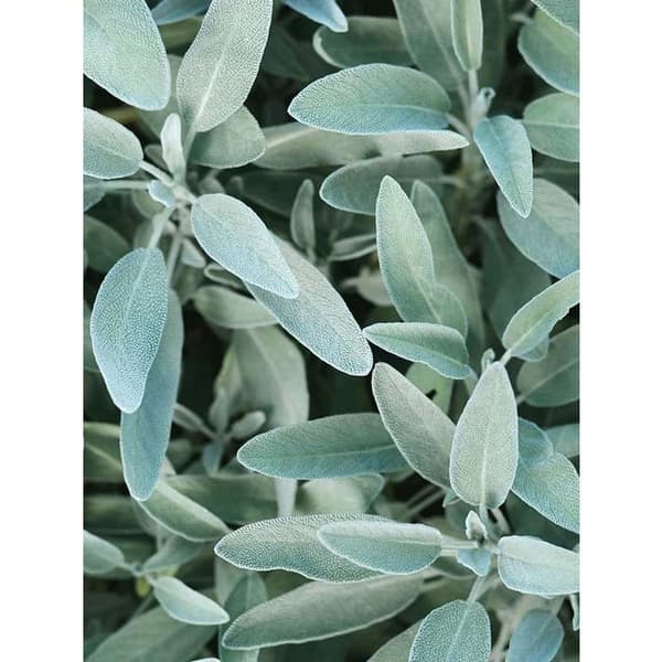 Rausch® Sage Silver-Shine Treatment 100 ml