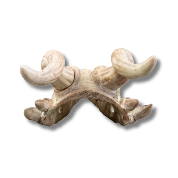 Bone Trophy hårnål