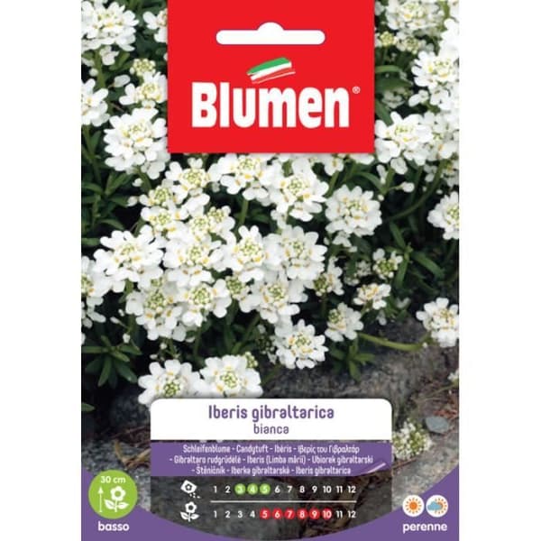 SEMI IBERIS GIBRALTARICA BIANCO BLUMEN