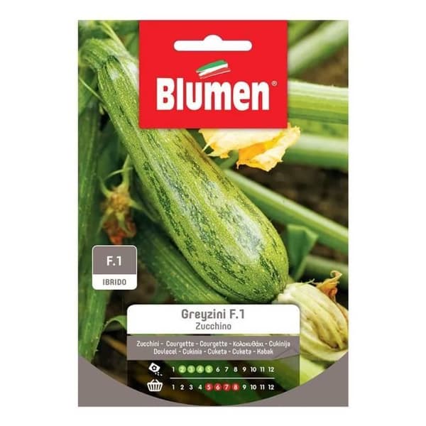 SEMI ZUCCHINO GREYZINI BLUMEN SEMENTI ORTO