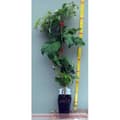 Miniatyrbild 2 av 2: Plante - BERRYPLANT - Amira - Framboisier - Röd - 20-30 cm