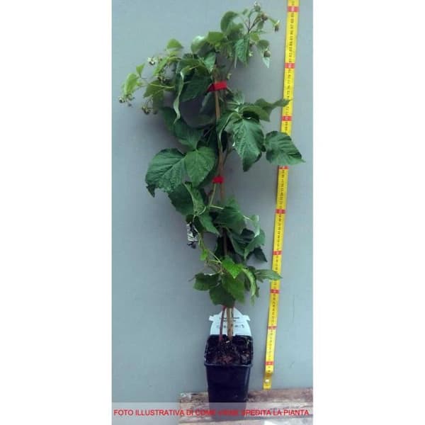 Plante - BERRYPLANT - Amira - Framboisier - Röd - 20-30 cm
