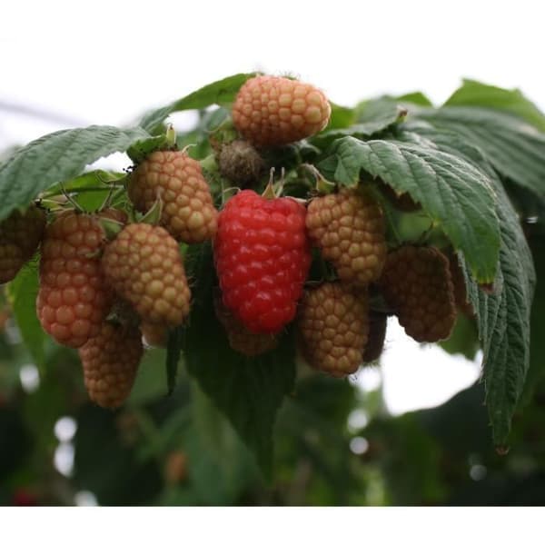 Plante - BERRYPLANT - Amira - Framboisier - Röd - 20-30 cm