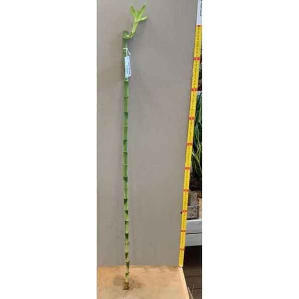 LUCKY BAMBOO SPIRAL 100CM (BAMBÙ DELLA FORTUNA)