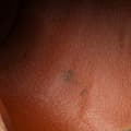 Miniatyrbilde 7 av 10: Pre-owned Louis Vuitton Monogram Papillon 30 Brown