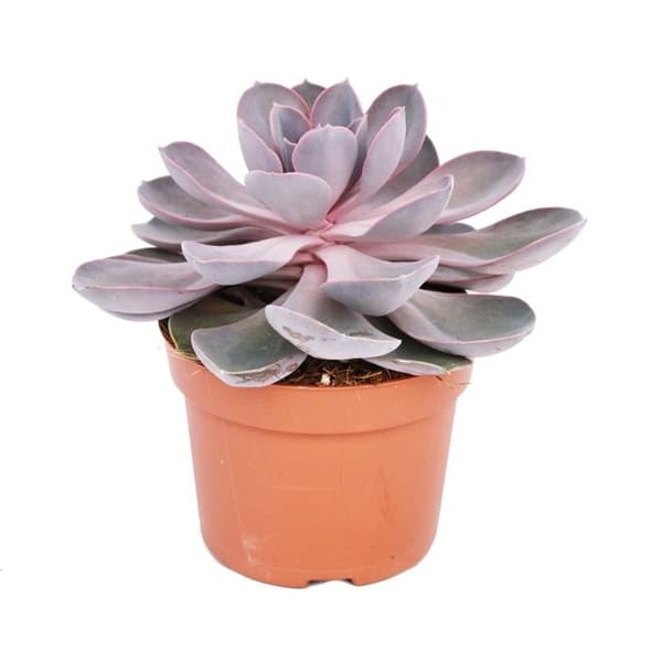 Echeveria Pearl von Nürnberg - large Pflanze im 12cm Topf