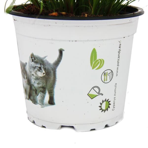 Exotenherz - Kattmynta - Cyperus alternifolius - för matsmältningsstöd hos katter