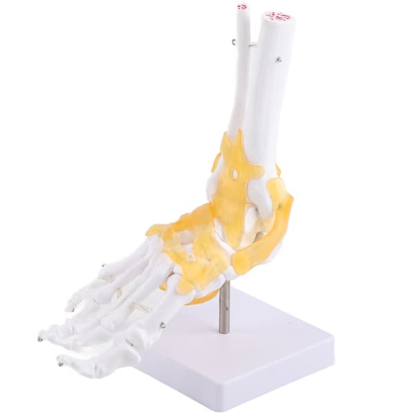 Anatomisk modell: Vuxen mänskliga skelettfot fotled
