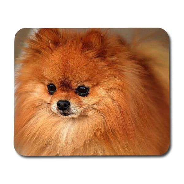 Hund Pomeranian Musemåtte