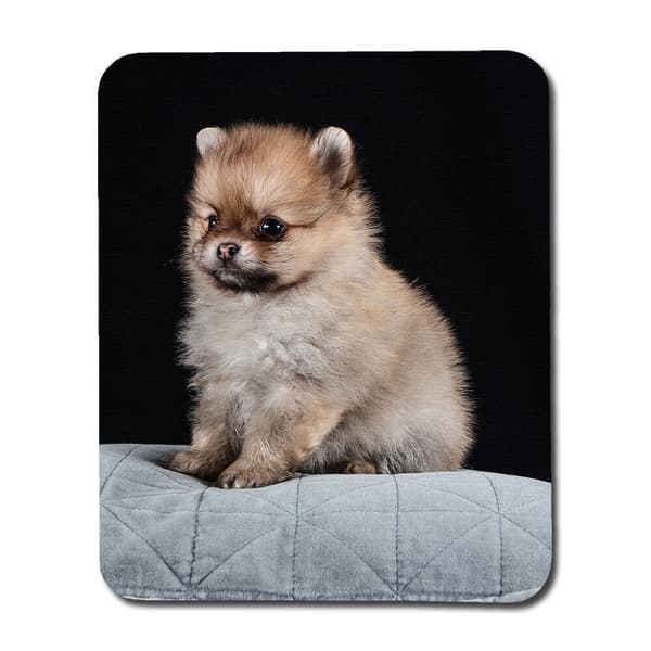 Pomeranian Valp Musmatta
