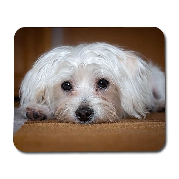 Hund Malteser Musmatta
