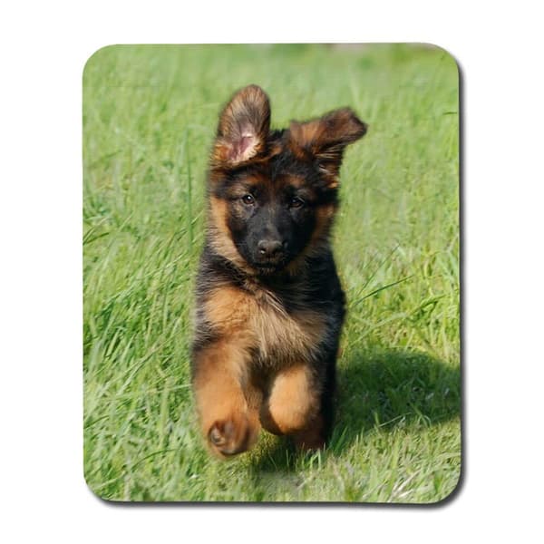 Tysk Schäferhund Valp Musmatta