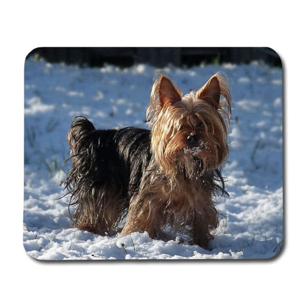 Yorkshireterrier Musmatta