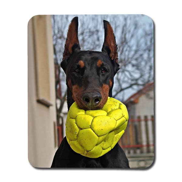 Hund Dobermann Musmatta