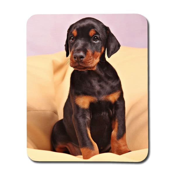 Dobermann Valp Musmatta