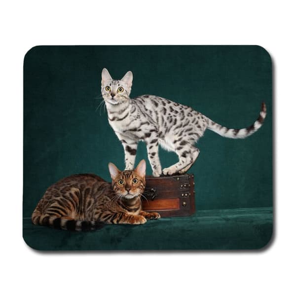 Bengal Katter Musmatta